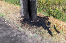 Einsatz - brennender Baum